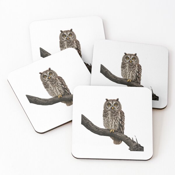 Item preview, Barred owl sitting designed and sold by maggiesens.