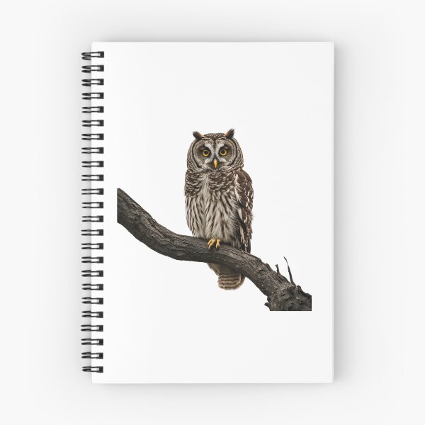 Item preview, Barred owl sitting designed and sold by maggiesens.