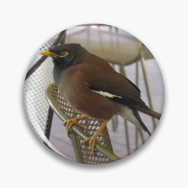 Item preview, Indian myna on a chair designed and sold by greentiger1.