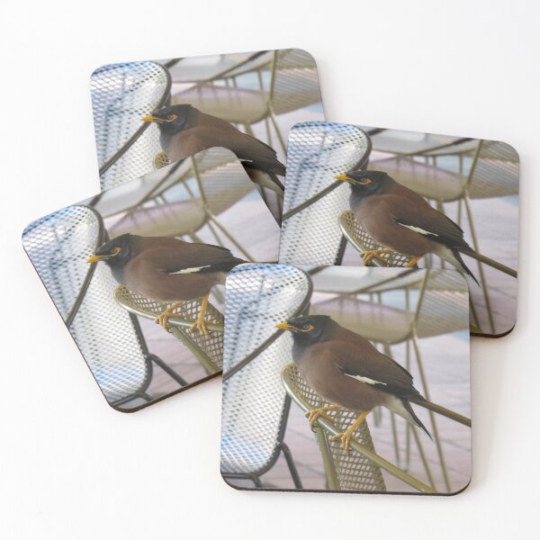 Item preview, Indian myna on a chair designed and sold by greentiger1.