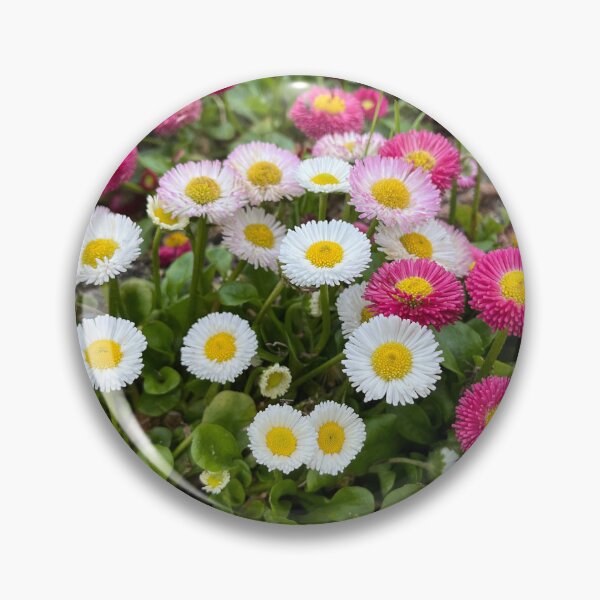 Item preview, Beautiful varieties of bellis perennis  designed and sold by Ponted.