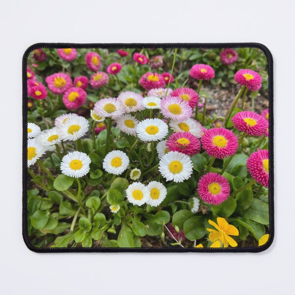Item preview, Beautiful varieties of bellis perennis designed and sold by Ponted.