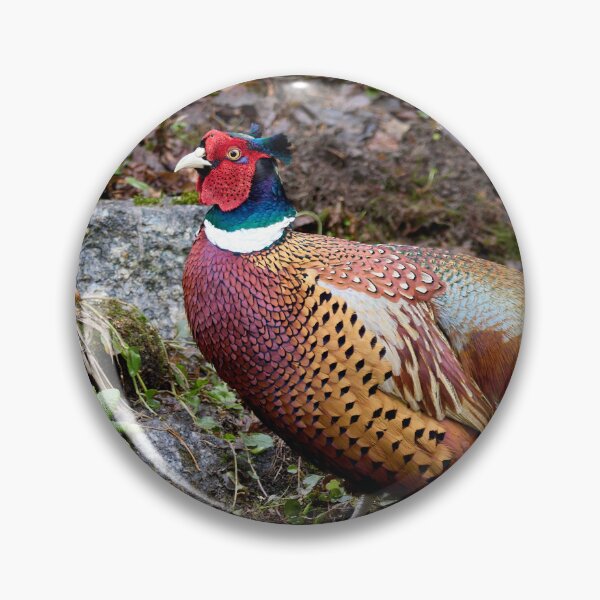 Item preview, Springtime feelings. Common pheasant designed and sold by Jouko Lehto Photography.