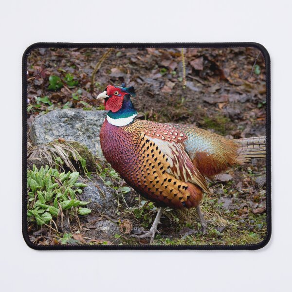 Item preview, Springtime feelings. Common pheasant designed and sold by Jouko Lehto Photography.