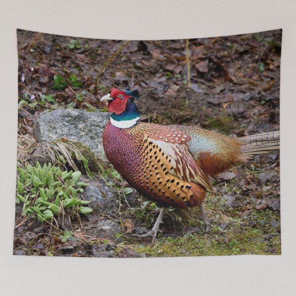 Item preview, Springtime feelings. Common pheasant designed and sold by Jouko Lehto Photography.
