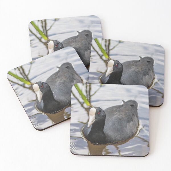 Item preview, Hawaiian coot designed and sold by KensLensDesigns.