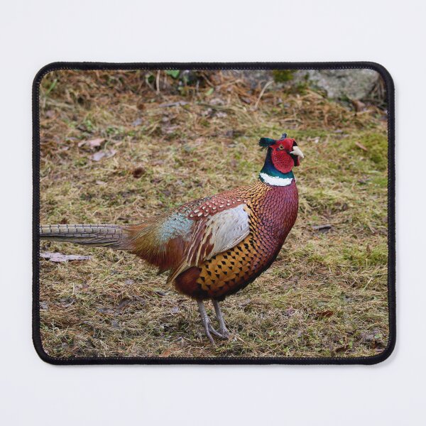 Item preview, To be or not to be. Common pheasant designed and sold by Jouko Lehto Photography.