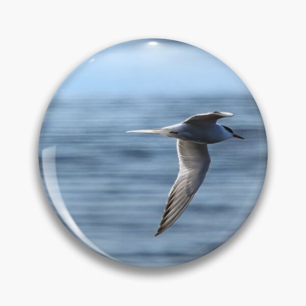 Item preview, Speedlines. Common tern designed and sold by Jouko Lehto Photography.