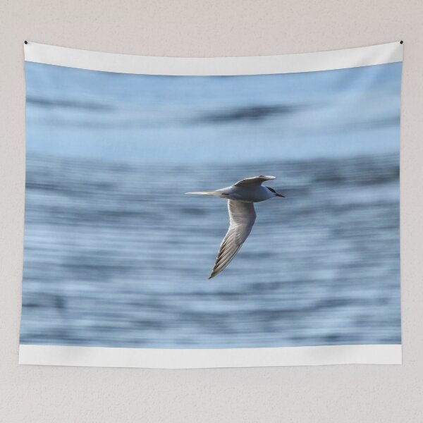 Item preview, Speedlines. Common tern designed and sold by Jouko Lehto Photography.
