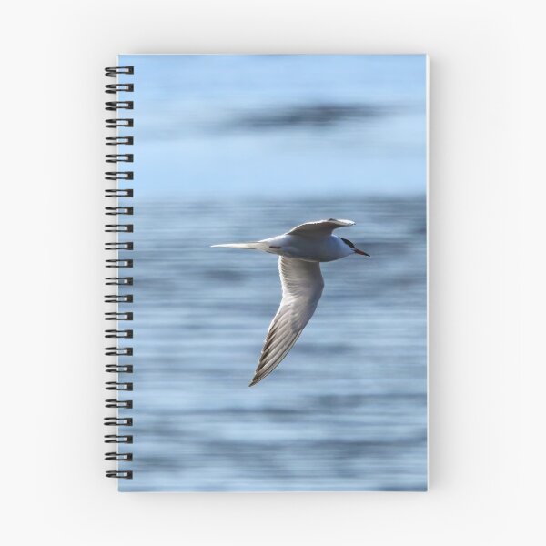 Item preview, Speedlines. Common tern designed and sold by Jouko Lehto Photography.