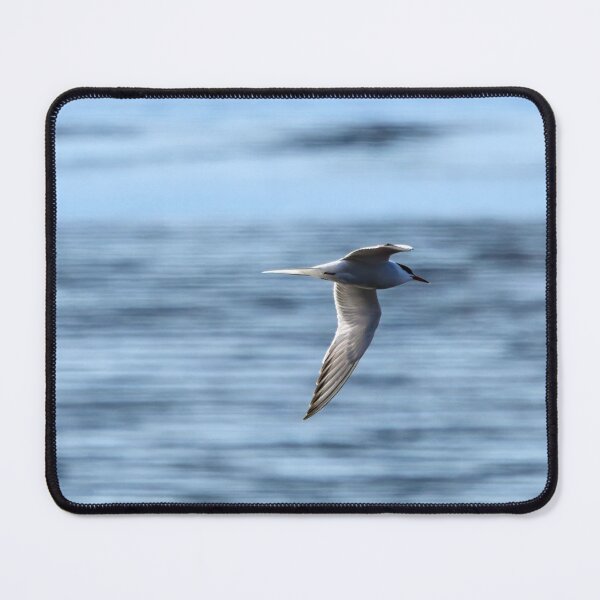 Item preview, Speedlines. Common tern designed and sold by Jouko Lehto Photography.