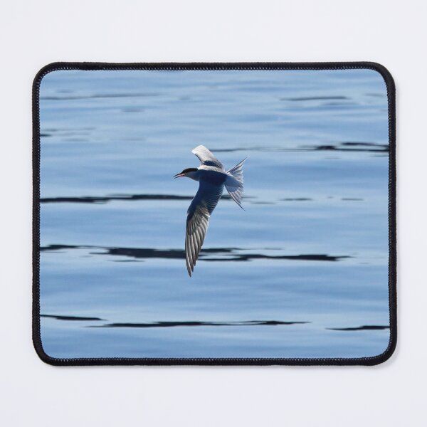 Item preview, Backlight shot. Common tern designed and sold by Jouko Lehto Photography.