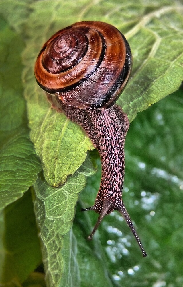Mighty Hermaphrodity By Vickiobrien Mighty Hermaphrodity By Vickiobrien