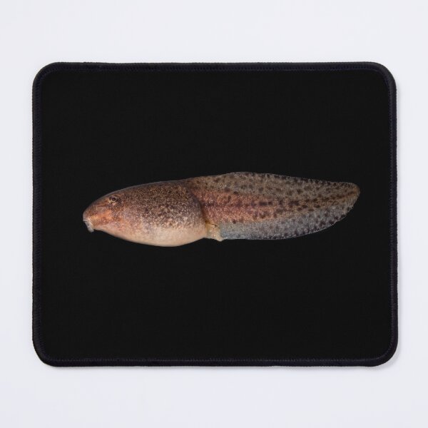 Item preview, Bullfrog tadpole designed and sold by jaredles.
