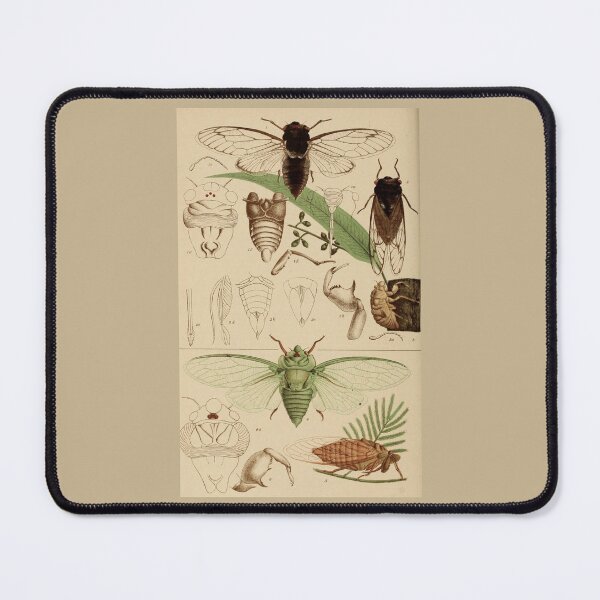 Item preview, Cicadas Locusts Antique Illustration designed and sold by collageDP.