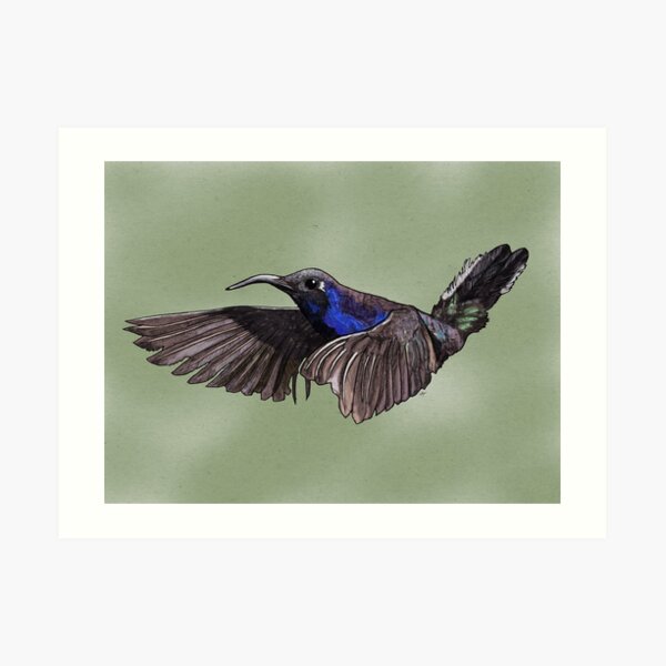 Hummingbird Art Print