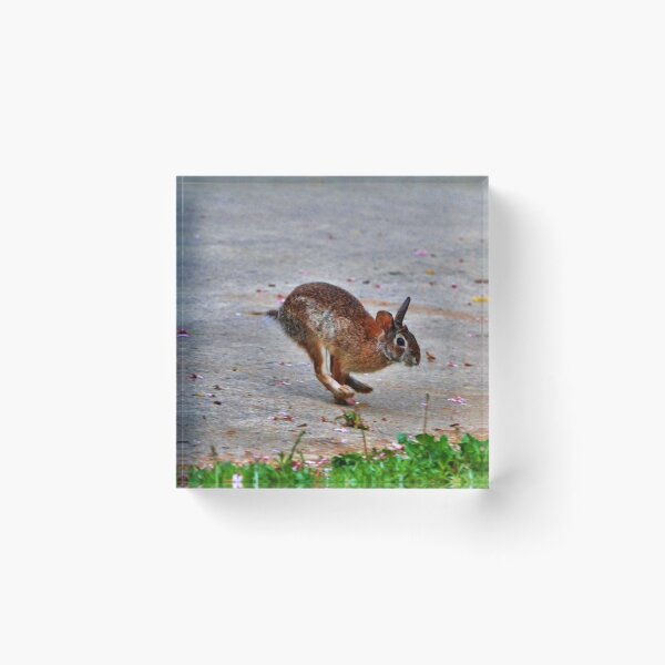 Item preview, Hare On The Run designed and sold by Eileen Brymer.