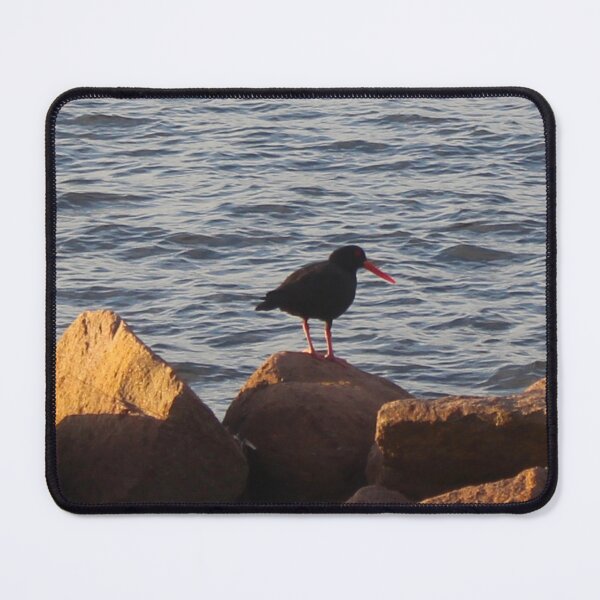 Item preview, The Sooty Oystercatcher! designed and sold by Mickangelhere.