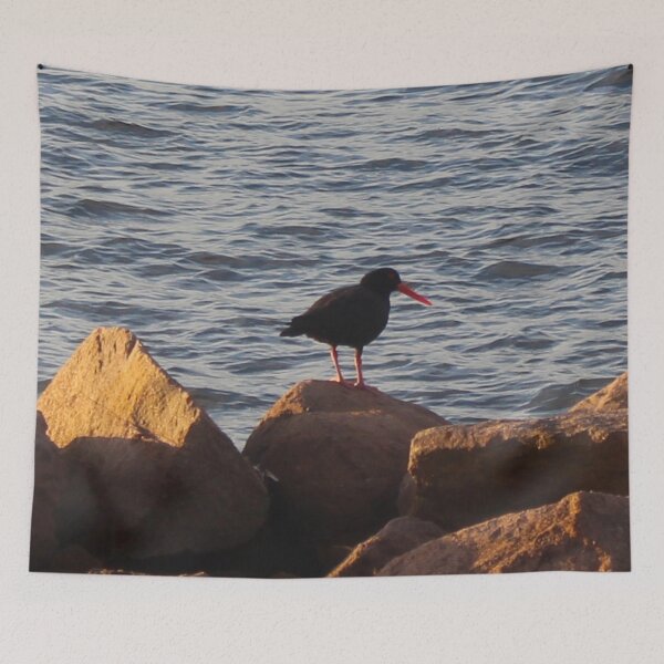 Item preview, The Sooty Oystercatcher! designed and sold by Mickangelhere.
