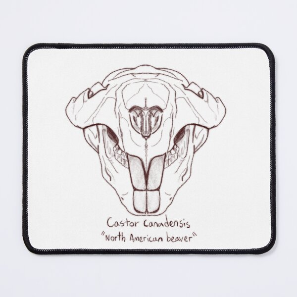 Item preview, North American Beaver Skull designed and sold by GrilledRetro.