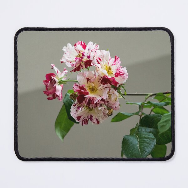 Item preview, A Branch of Variegated Rose Blooms Against Calm Gray Background designed and sold by Georgia Mizuleva.