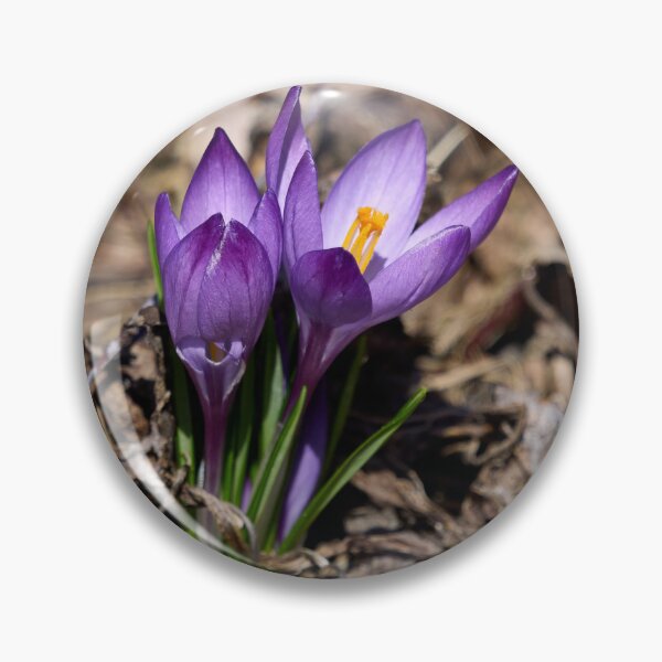 Artikelvorschau, Das gelbe Herz. Krokus entworfen und verkauft von Jouko Lehto Photography.