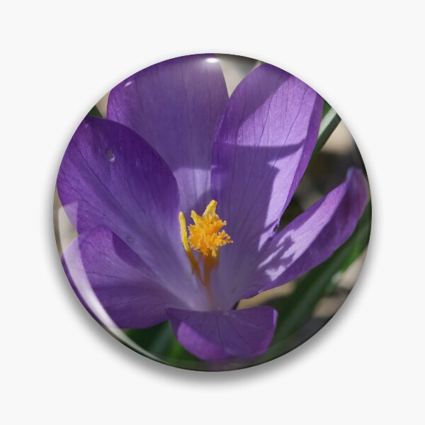Item preview, Springflowers. Crocus designed and sold by Jouko Lehto Photography.