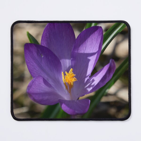 Item preview, Springflowers. Crocus designed and sold by Jouko Lehto Photography.