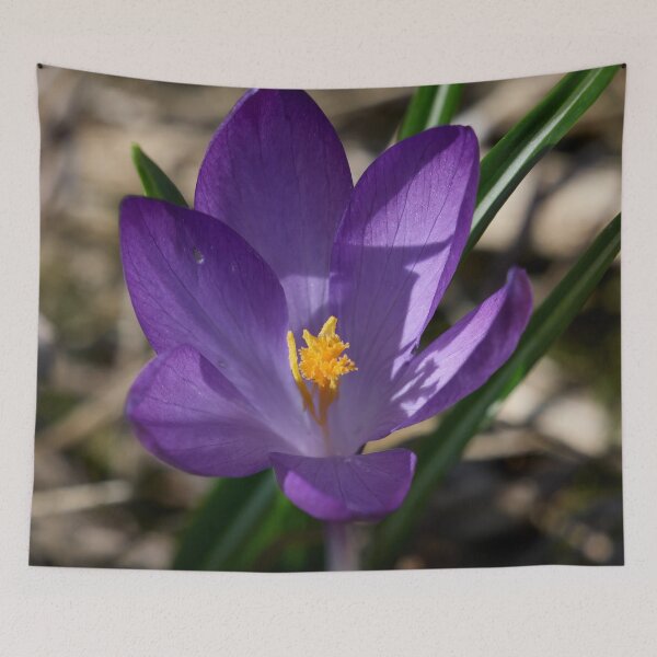 Item preview, Springflowers. Crocus designed and sold by Jouko Lehto Photography.