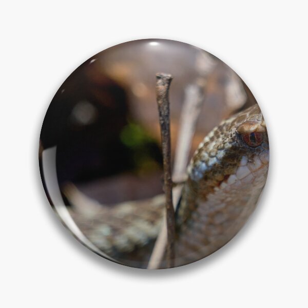 Item preview, Headshot. European viper designed and sold by Jouko Lehto Photography.
