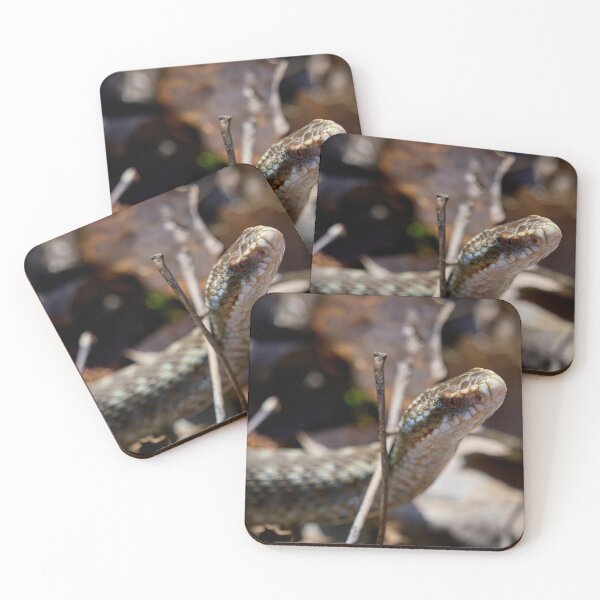 Item preview, Headshot. European viper designed and sold by Jouko Lehto Photography.