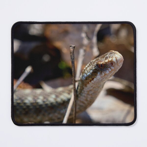 Item preview, Headshot. European viper designed and sold by Jouko Lehto Photography.