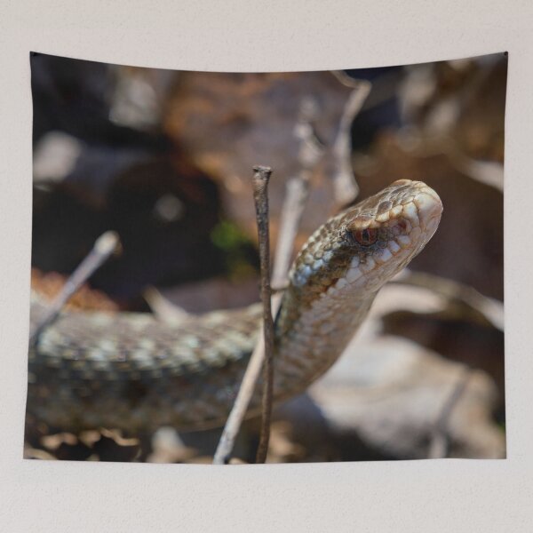 Item preview, Headshot. European viper designed and sold by Jouko Lehto Photography.