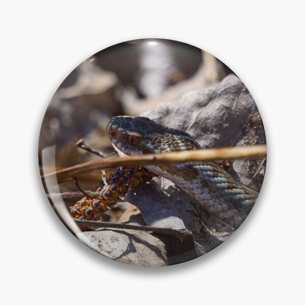 Item preview, Hiding in the sun. European viper designed and sold by Jouko Lehto Photography.