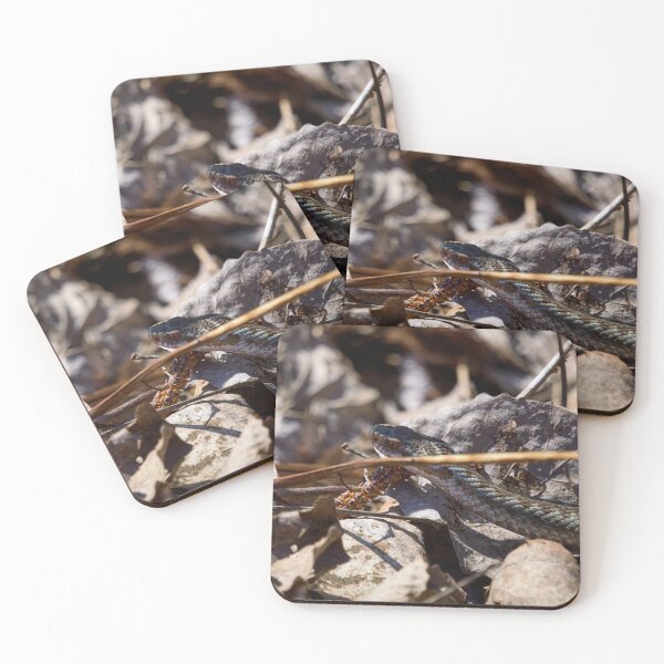 Item preview, Hiding in the sun. European viper designed and sold by Jouko Lehto Photography.