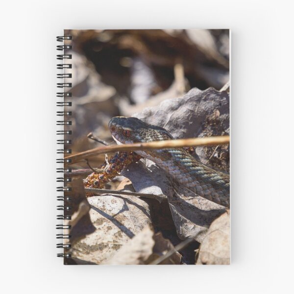 Item preview, Hiding in the sun. European viper designed and sold by Jouko Lehto Photography.