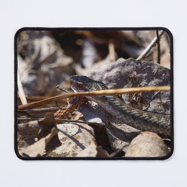 Item preview, Hiding in the sun. European viper designed and sold by Jouko Lehto Photography.