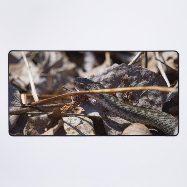 Item preview, Hiding in the sun. European viper designed and sold by Jouko Lehto Photography.