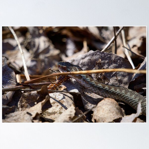 Item preview, Hiding in the sun. European viper designed and sold by Jouko Lehto Photography.