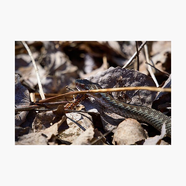 Item preview, Hiding in the sun. European viper designed and sold by Jouko Lehto Photography.