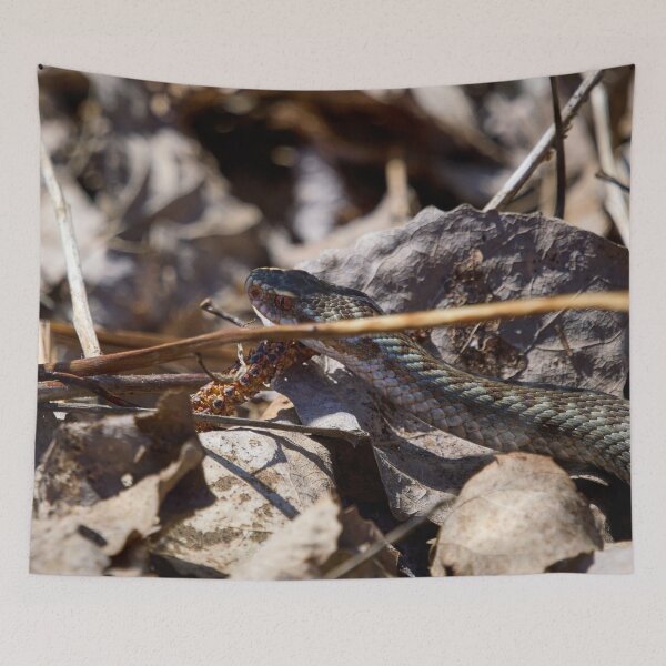 Item preview, Hiding in the sun. European viper designed and sold by Jouko Lehto Photography.