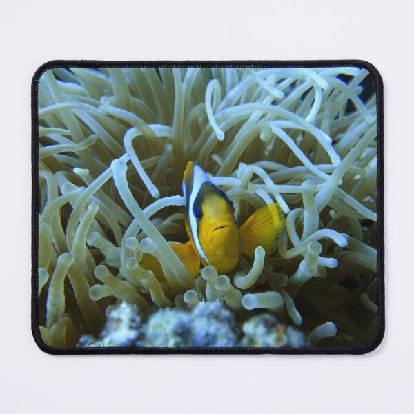 Item preview, Clown Fish Nemo anemones Marsa Alam Hurghada Red Sea designed and sold by Ahmed ElMekawy.