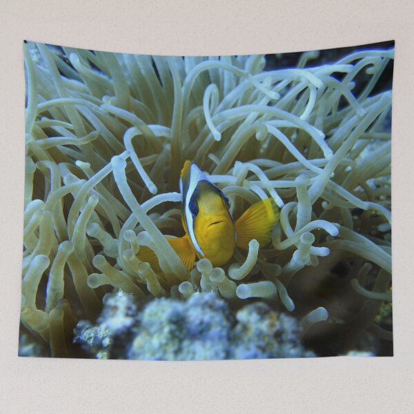 Item preview, Clown Fish Nemo anemones Marsa Alam Hurghada Red Sea designed and sold by Ahmed ElMekawy.