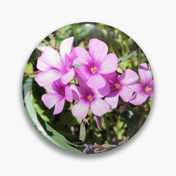 Item preview, Largeflower Pink-sorrel designed and sold by gistinker.