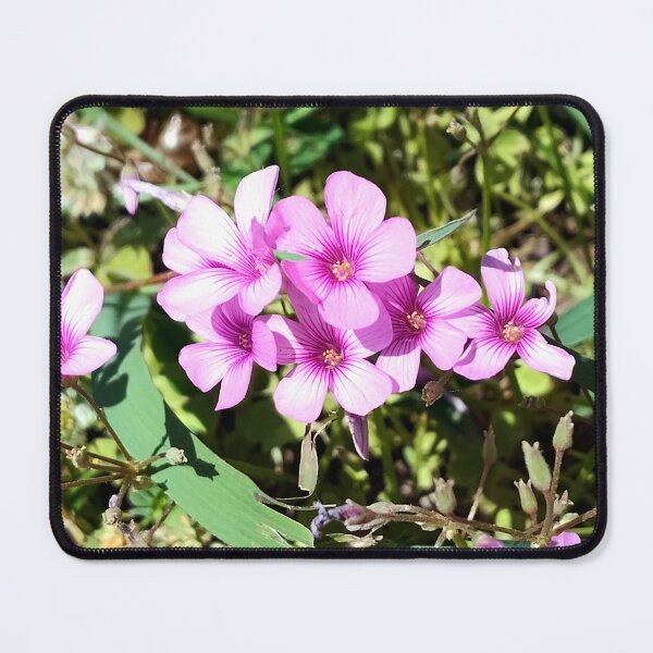 Item preview, Largeflower Pink-sorrel designed and sold by gistinker.