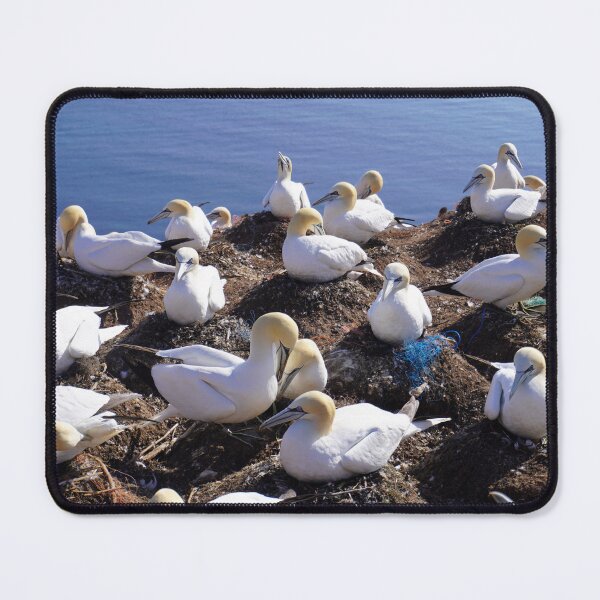 Item preview, Gannets Galore designed and sold by Annalucia.