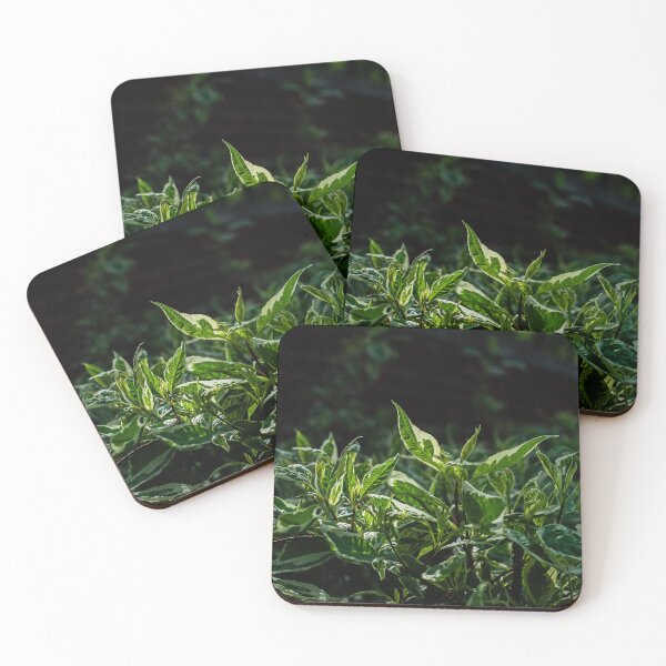 Item preview, Bush 3 designed and sold by Kian  Burch.