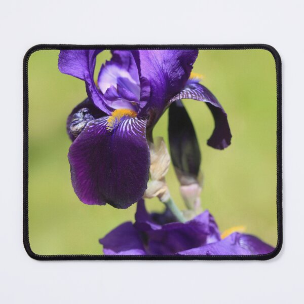 Item preview, Violet iris on nature background designed and sold by olena2552.