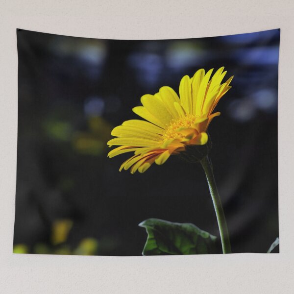 Item preview, African Daisy designed and sold by Tom McPherson Photography.