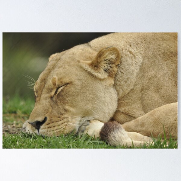 Artikelvorschau, Lioness sleeping entworfen und verkauft von Cathy Grieve.